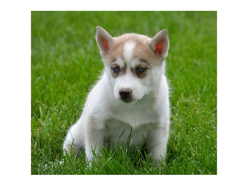 Siberian Husky
