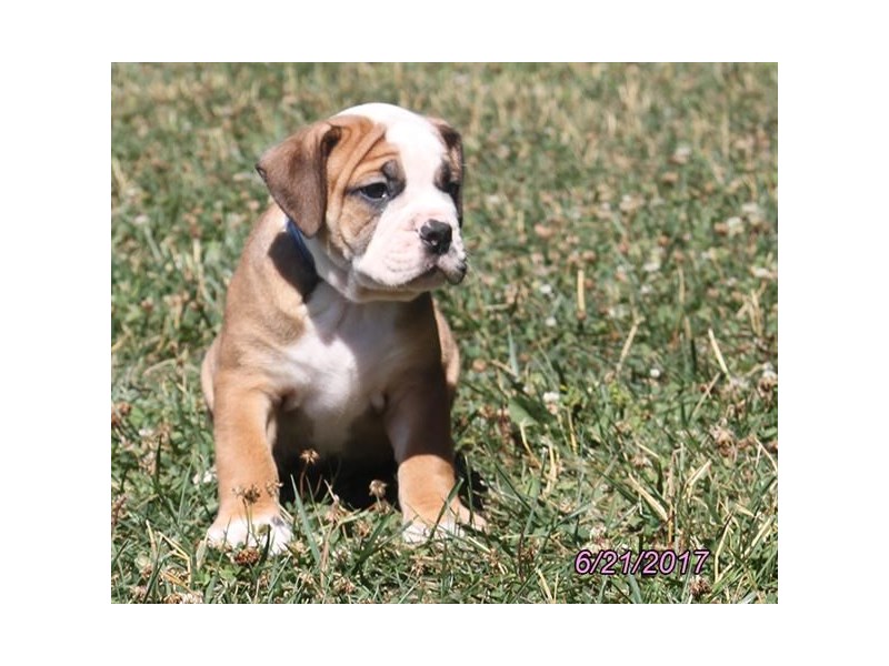 Olde Bulldog