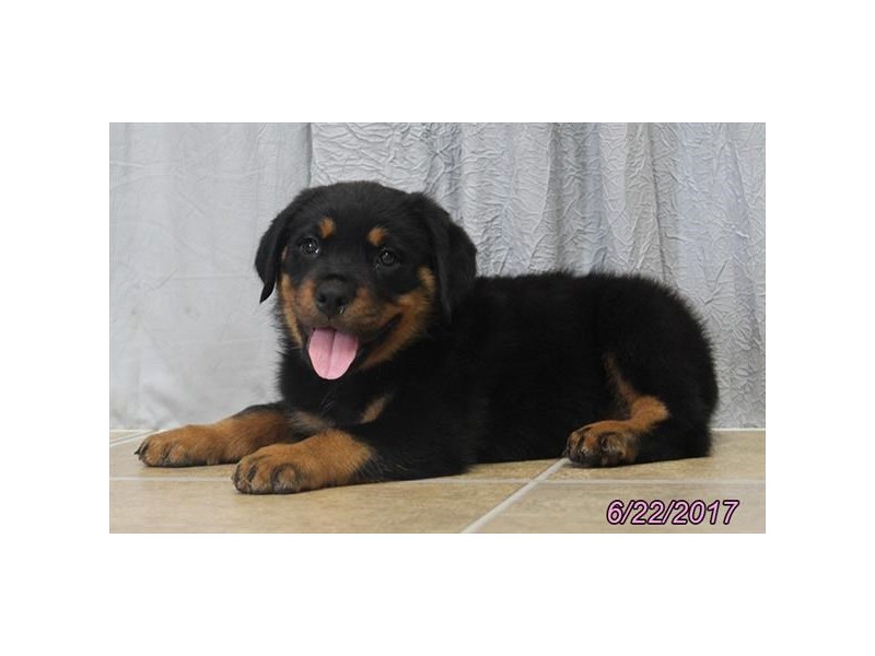 Rottweiler
