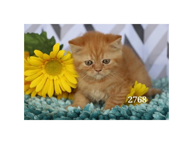 Exotic Shorthair