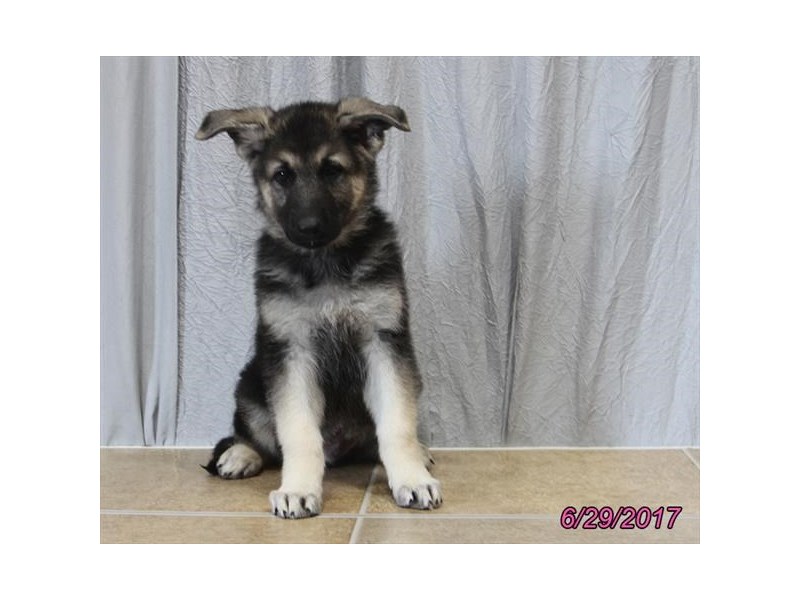 German Shepherd Dog