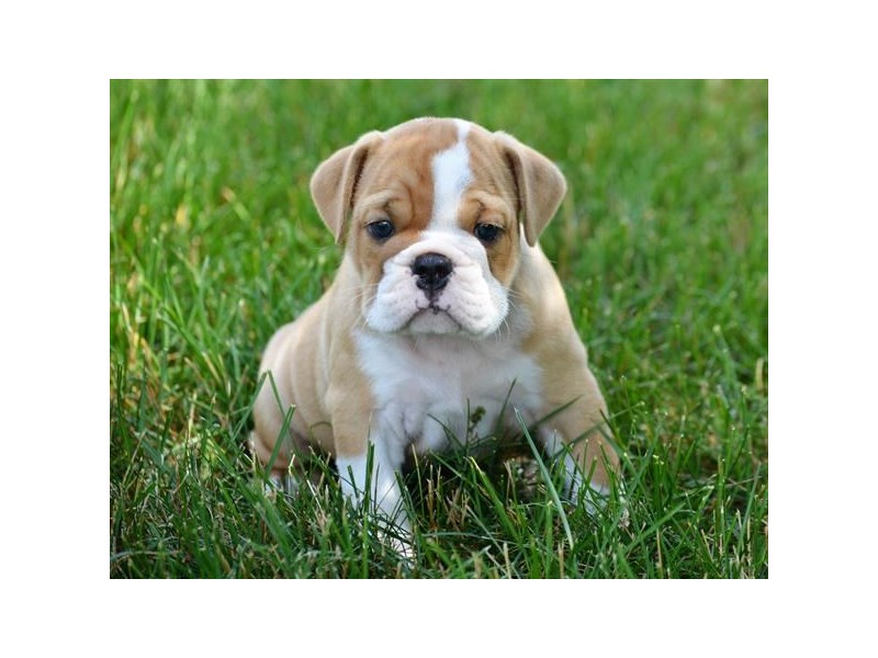 English Bulldog