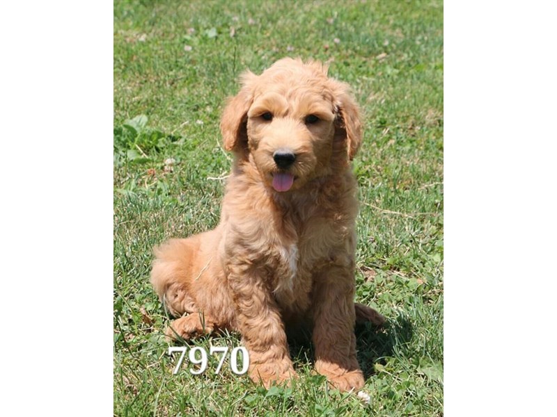 Goldendoodle 2nd Gen