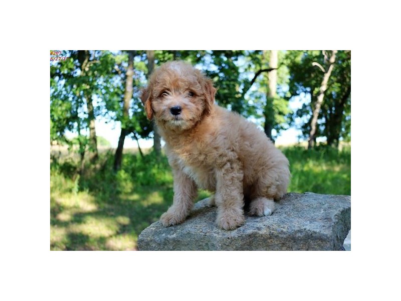 Mini Goldendoodle