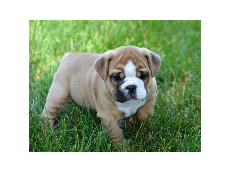 English Bulldog