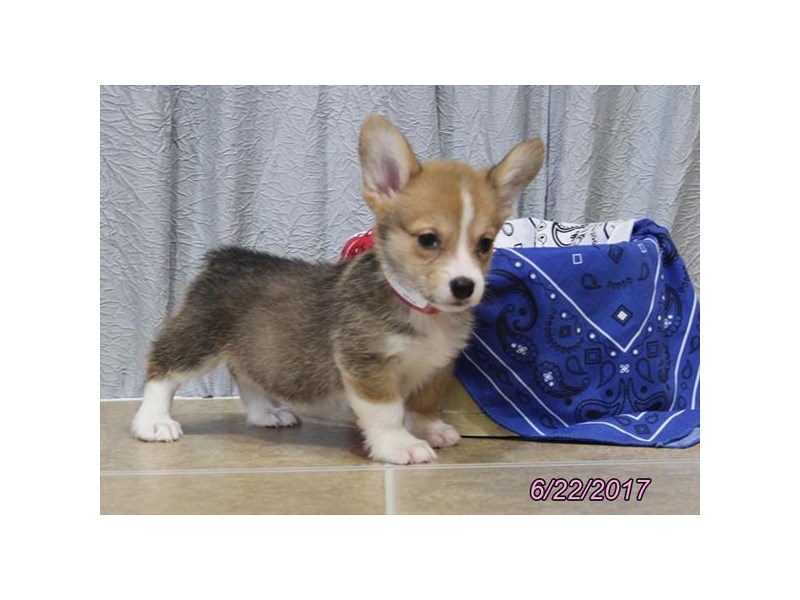 Pembroke Welsh Corgi
