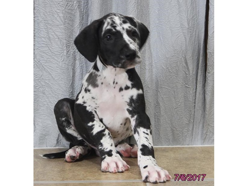 Great Dane