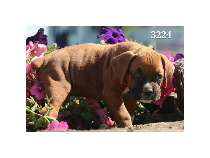 Boxer