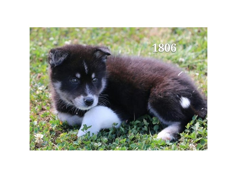 Huskimo