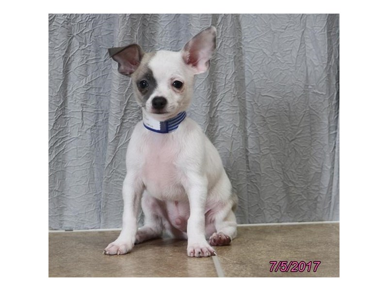 Chihuahua