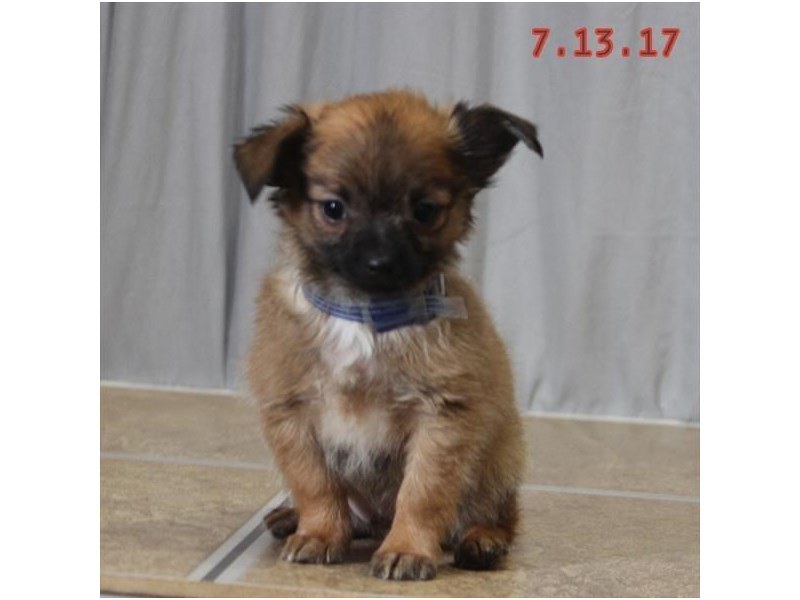 Chihuahua