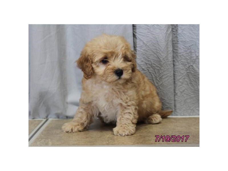 Mini Goldendoodle 2nd Gen