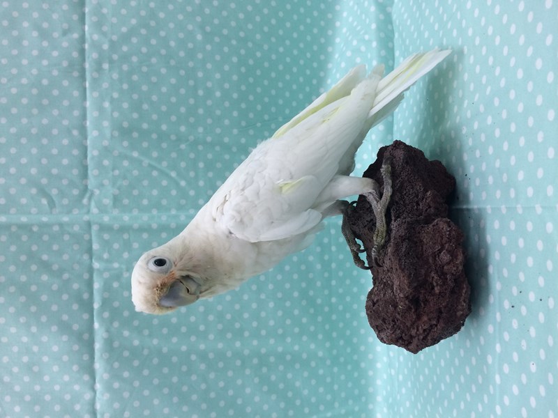 Goffin Cockatoo