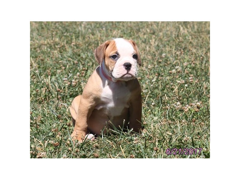 Olde Bulldog
