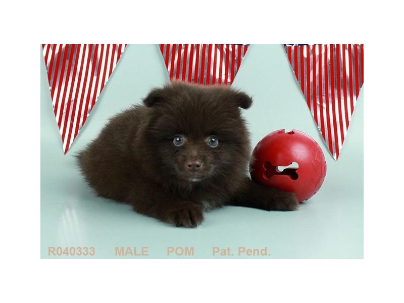 Pomeranian
