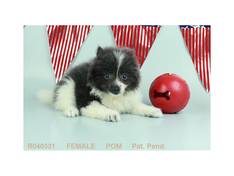 Pomeranian