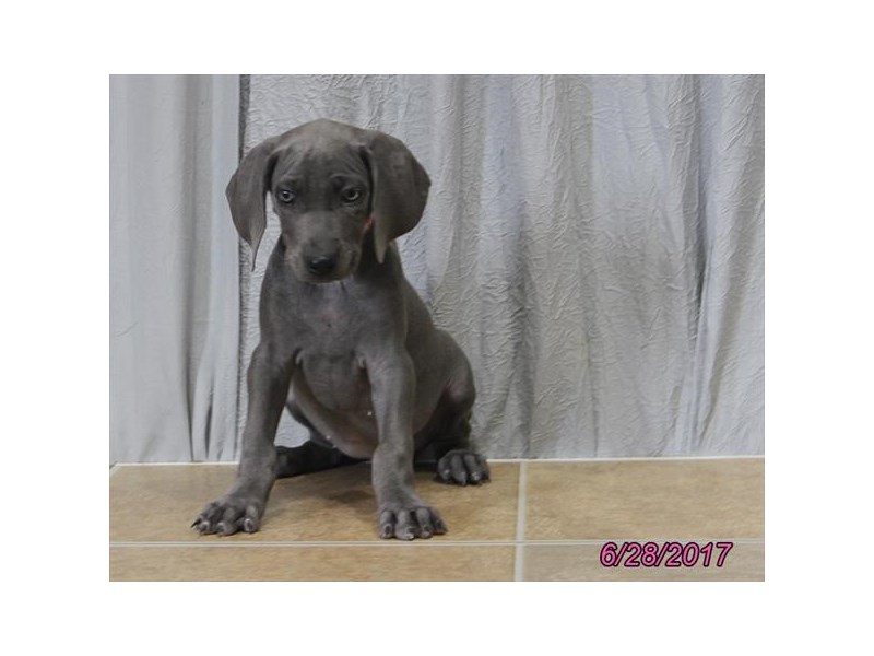 Weimaraner