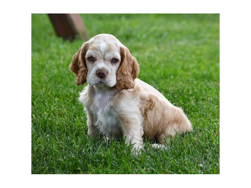 Cocker Spaniel