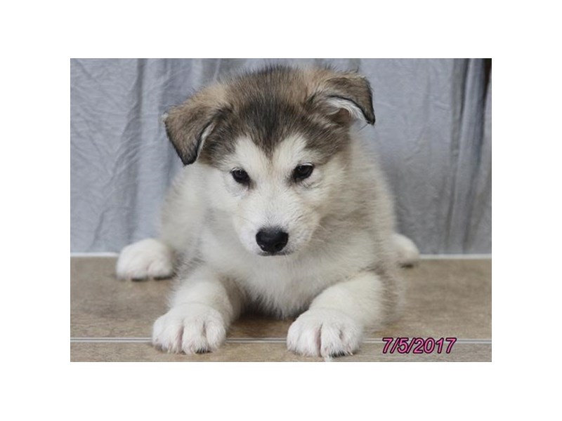 Alaskan Malamute