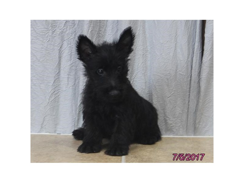 Scottish Terrier