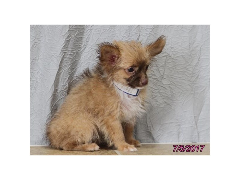 Chihuahua