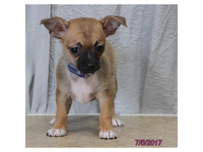 Chihuahua
