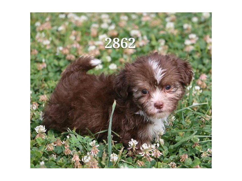Havanese