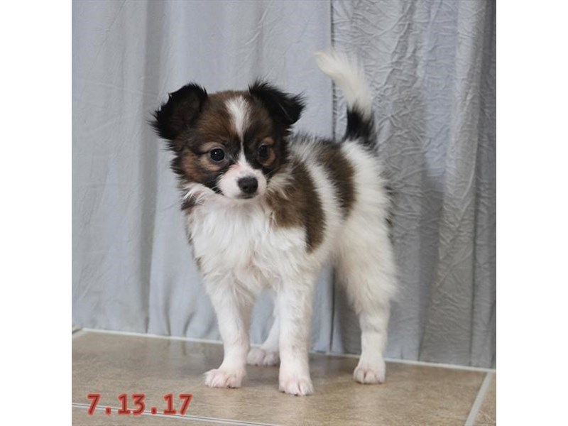 Papillon