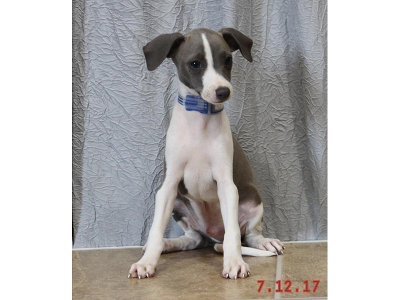Italian Greyhound