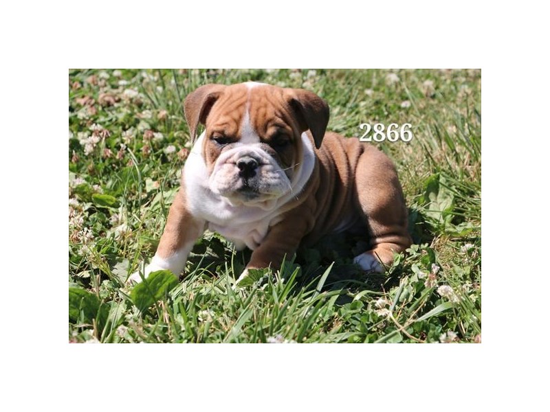 English Bulldog