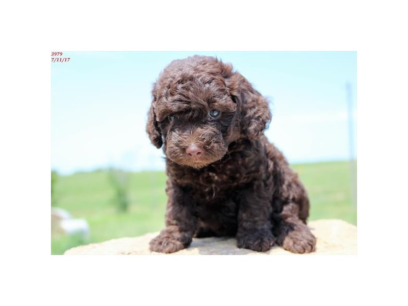 Cockapoo 2nd Generation