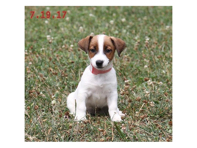 Jack Russell Terrier