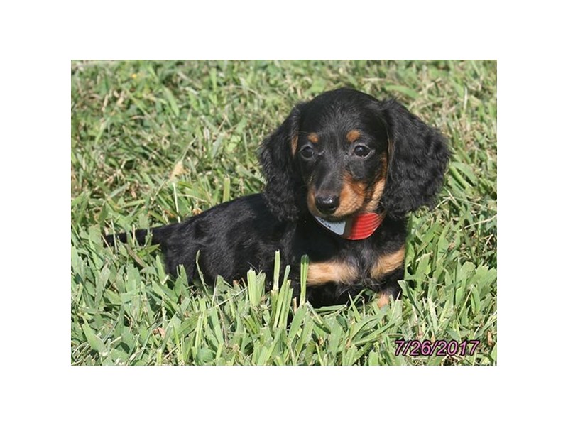 Dachshund