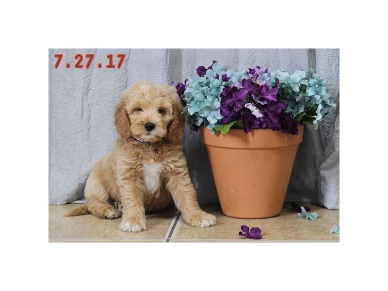Mini Goldendoodle