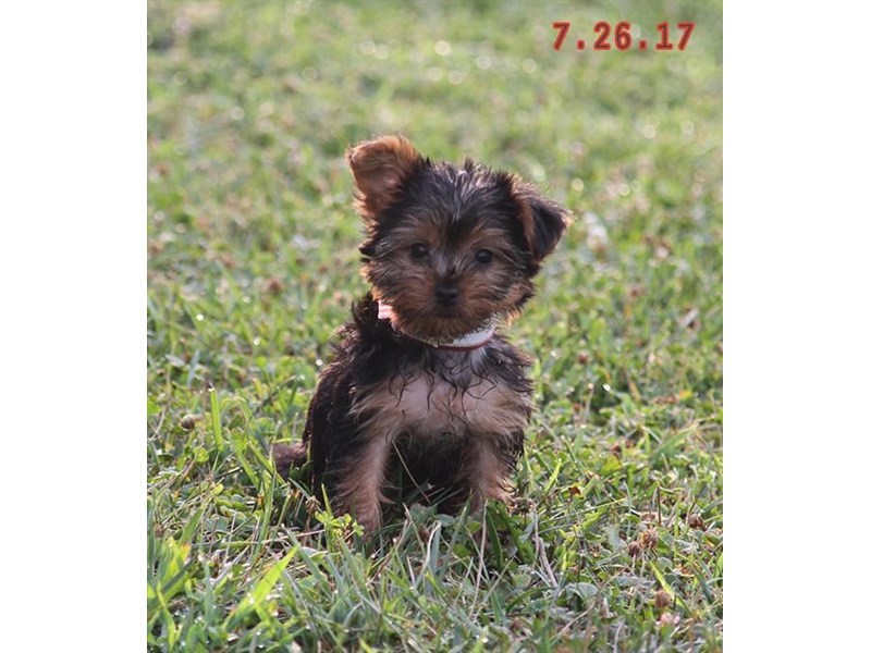 Yorkshire Terrier
