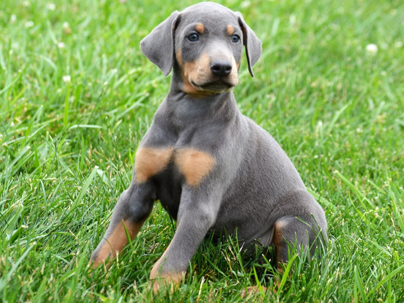 9. Color Mutant Alopecia in Blue Dobermans - wide 1