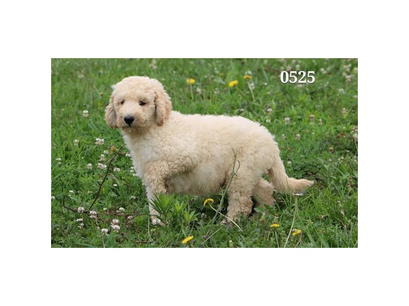 Goldendoodle 2nd Gen