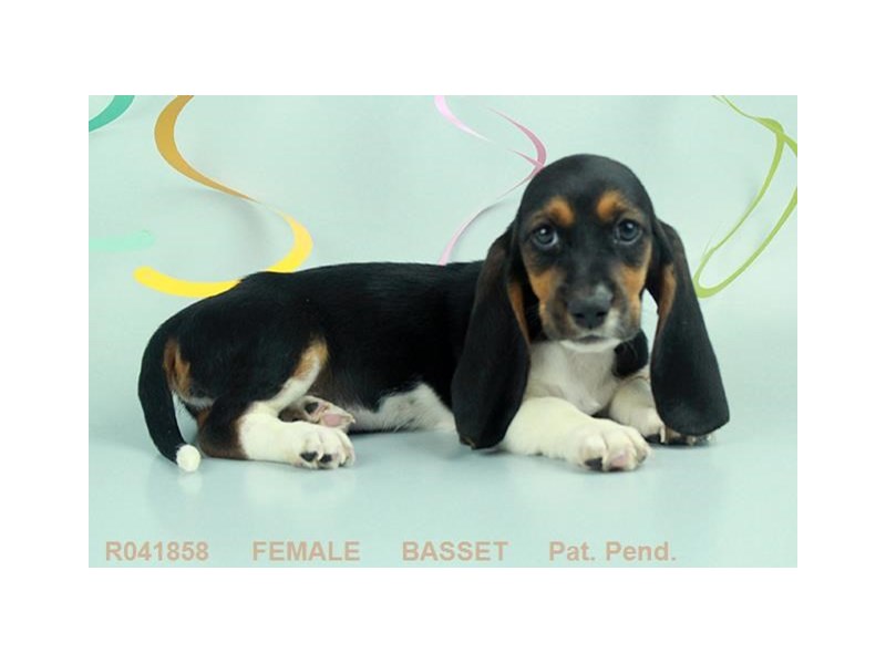Basset Hound