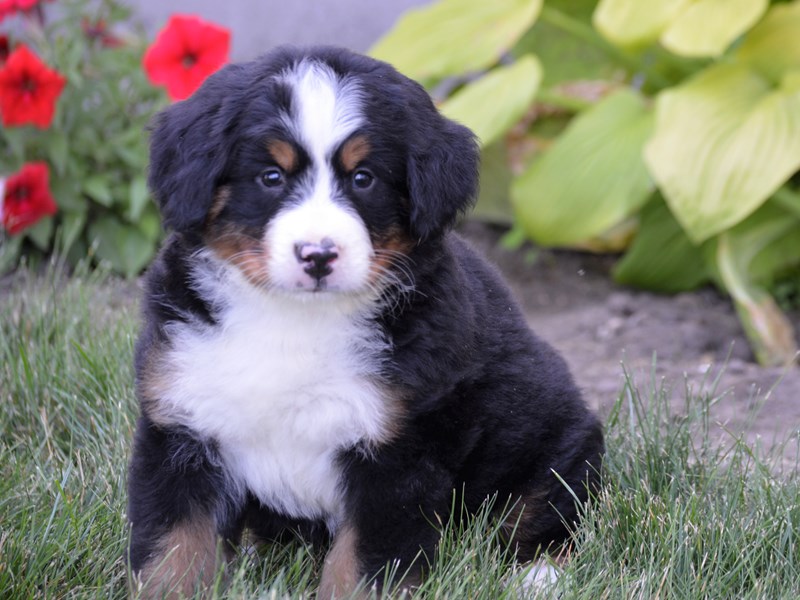 Bernese Mountain Dog