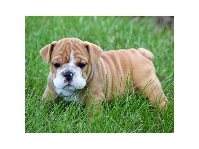 English Bulldog