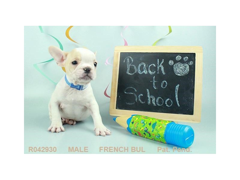 French Bulldog