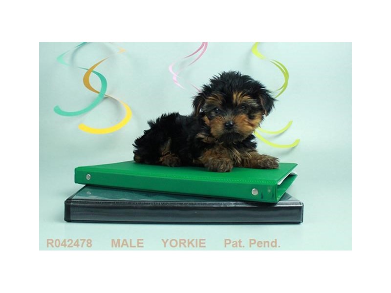 Yorkshire Terrier