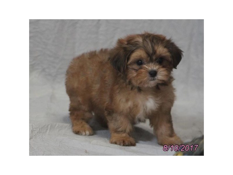 Shorkie