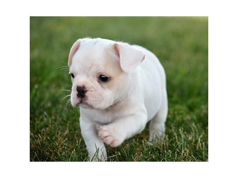 French Bulldog