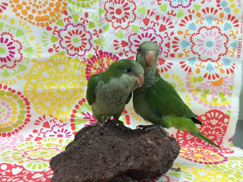 Quaker Parrot
