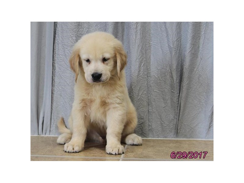 Golden Retriever