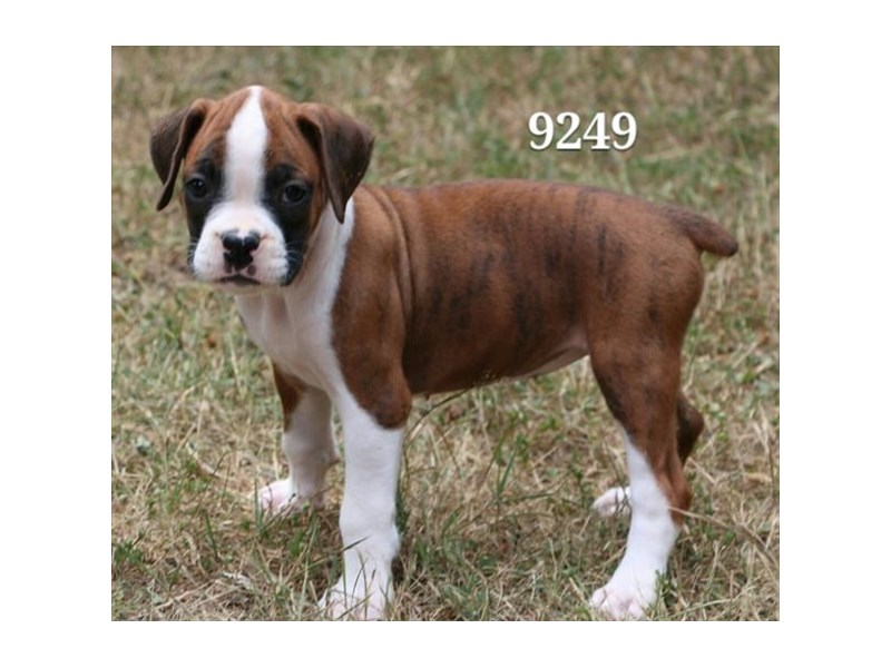Boxer