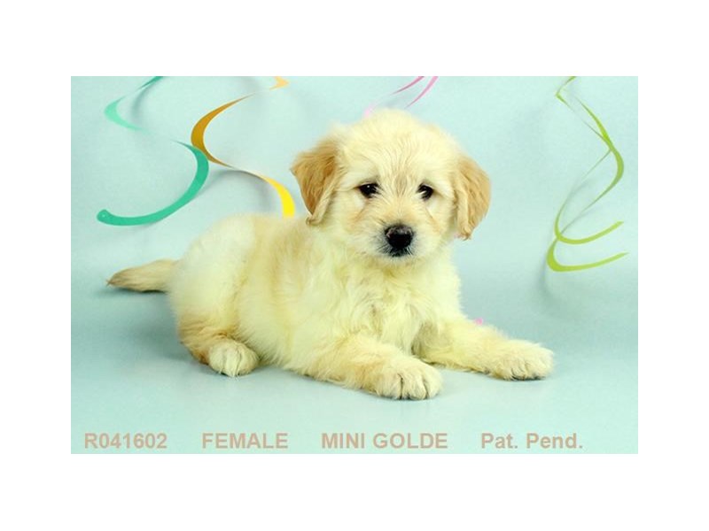 Miniature Goldendoodle