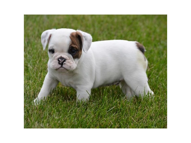 English Bulldog