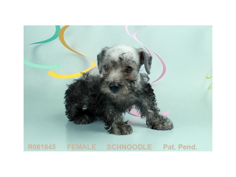Schnoodle